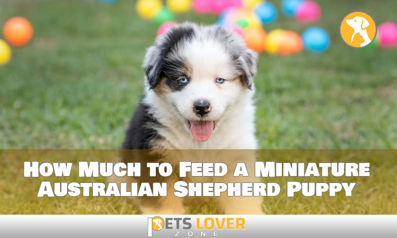 what to feed a australian shepherd
