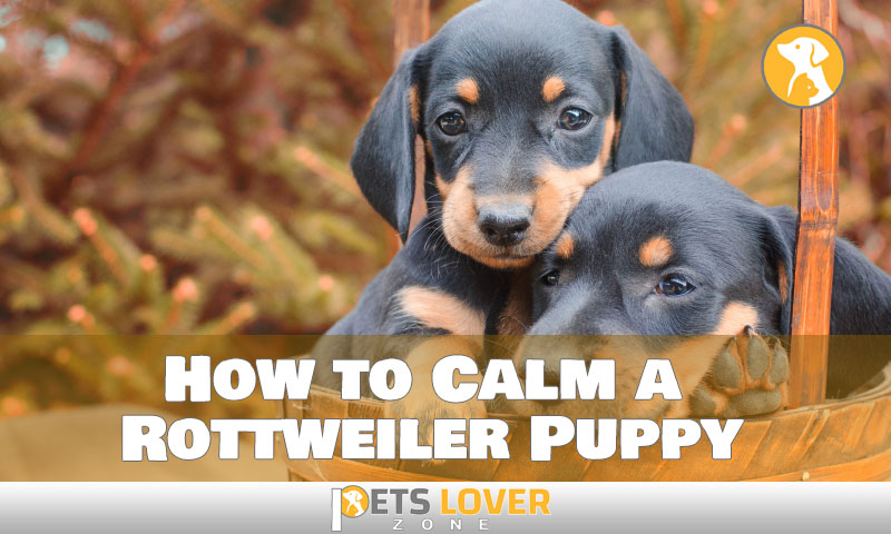 Rottweiler Puppy Behavior! How to Calm a Rottweiler Puppy