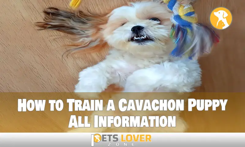 How to Train a Cavachon Puppy All Information