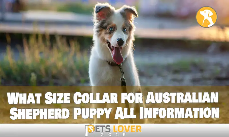 What Size Collar for Australian Shepherd Puppy All Information