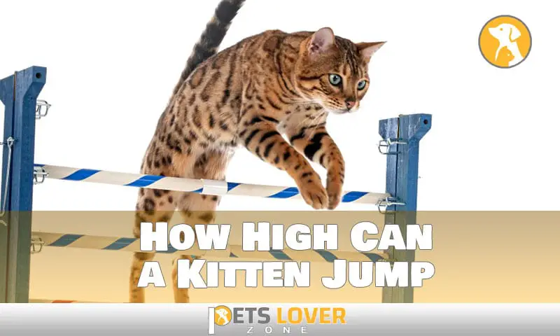 how high can a kitten jump