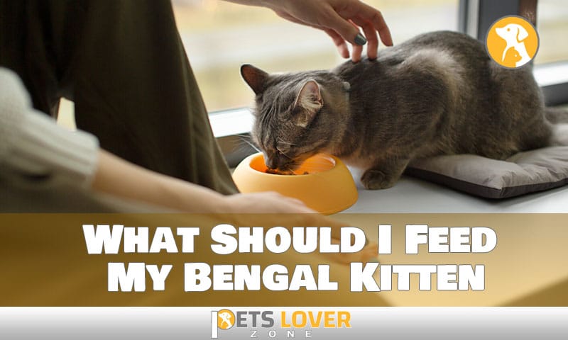 What Should I Feed My Bengal Kitten For a Healthy Life