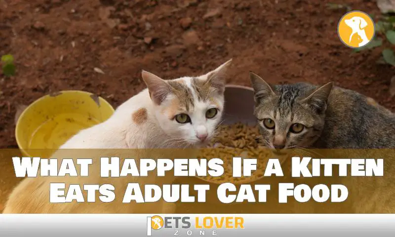 What Happens If a Kitten Eats Adult Cat Food: Need to Know