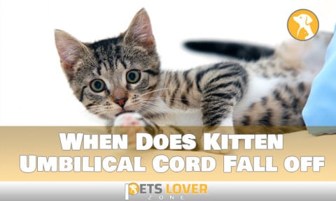 Crucial knowing When Does Kitten's Umbilical Cord Fall off