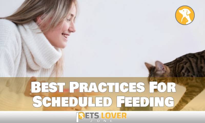 Switch Your Cat from Free Feeding to Scheduled Very Easily