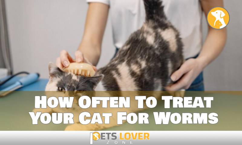 Optimal Timing Between Worming And Flea Treatment for Cats
