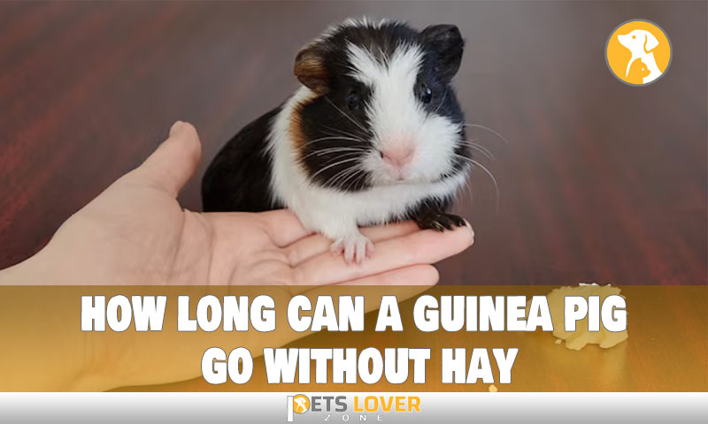 how long can a guinea pig go without hay