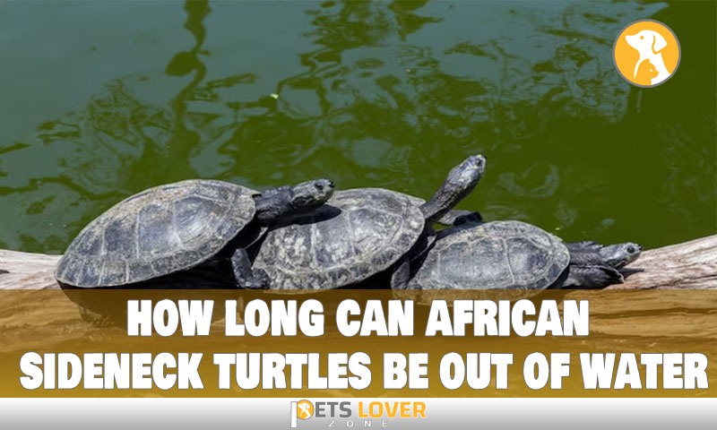 how long can african sideneck turtles be out of water