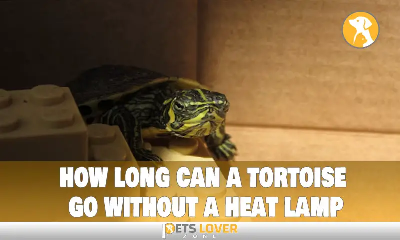 how long can a tortoise go without a heat lamp
