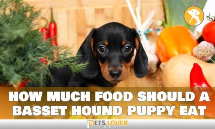 Photo inspiration: Visual Reference: Secrets For How Much Food Should A Basset Hound Puppy