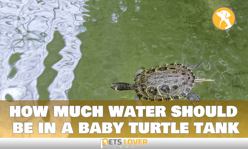 how much water should be in a baby turtle tank