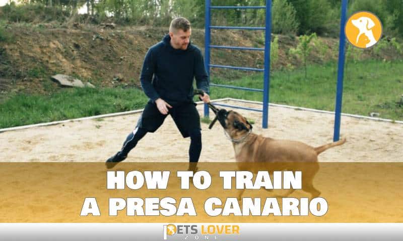 how to train a presa canario