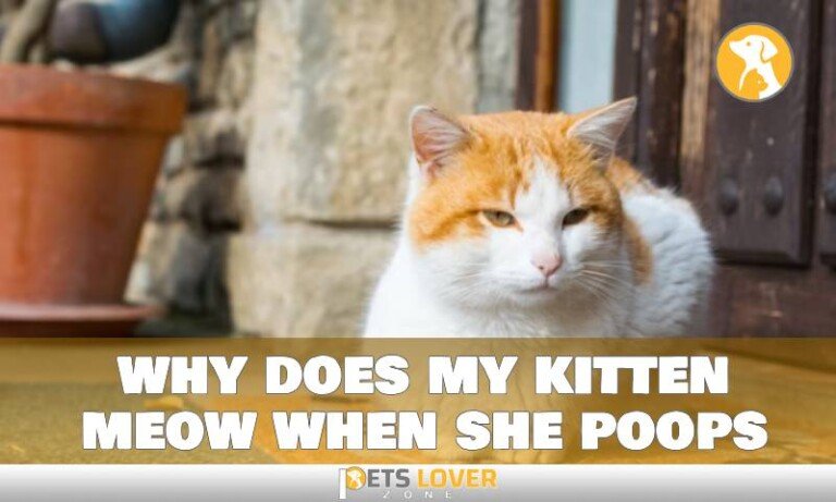 Find The Secret of Why My Kitten Meow When She Poops
