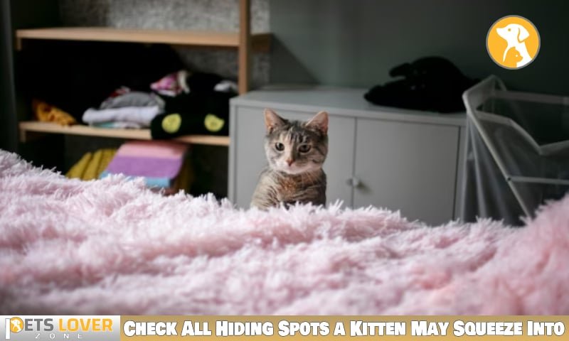 Finding Your Kitten When You Can't Find Kitten in House