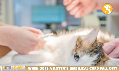 Need to Know About When a Kitten's Umbilical Cord Falls Off