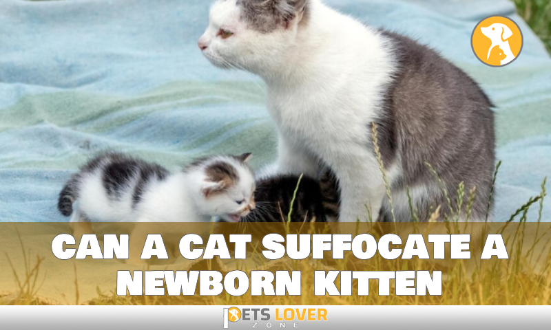 can a cat suffocate a newborn kitten