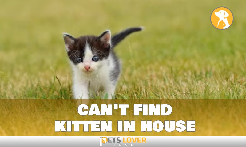 can't find kitten in house