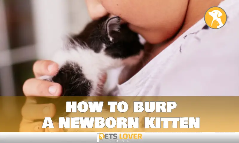 how to burp a newborn kitten