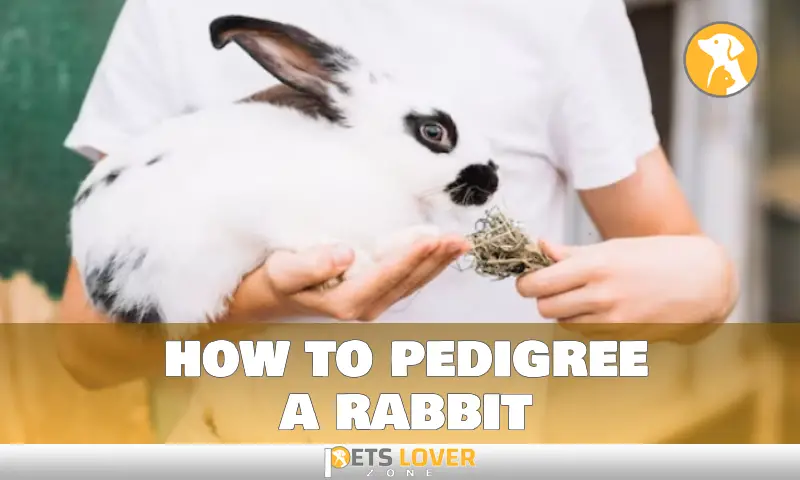 how to pedigree a rabbit