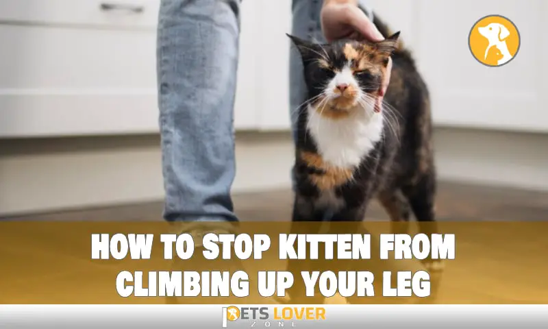 how to stop kitten from climbing up your leg