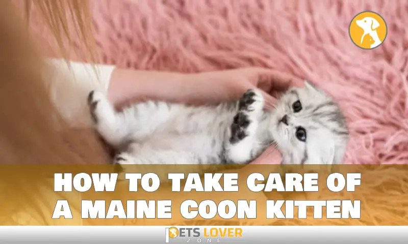 how to take care of a maine coon kitten