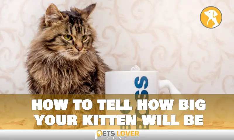 how to tell how big your kitten will be
