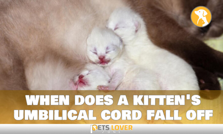 Need to Know About When a Kitten's Umbilical Cord Falls Off