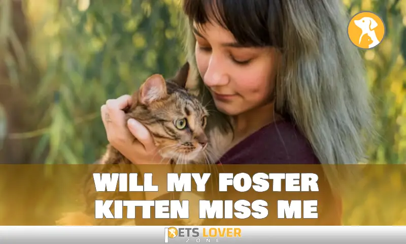 will my foster kitten miss me
