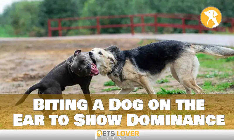 Biting a Dog on the Ear to Show Dominance: Best Techniques