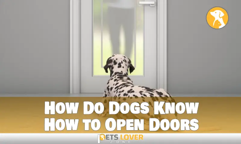 How Do Dogs Know How to Open Doors
