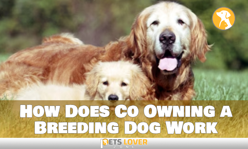 How Does Co Owning a Breeding Dog Work