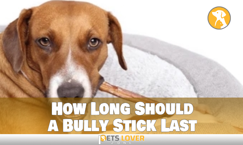 How Long Should a Bully Stick Last