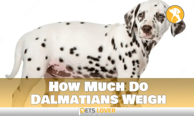 Easily Find How Much Do Dalmatians Ideal Weigh Sould Be