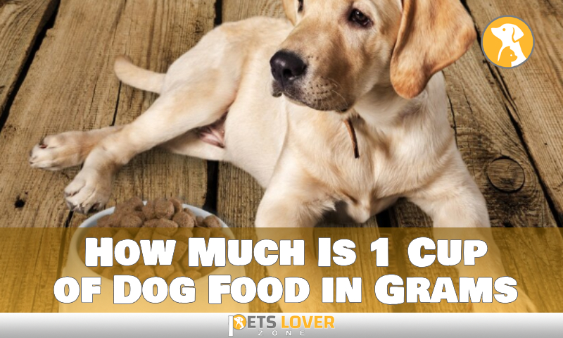How Much Is 1 Cup of Dog Food in Grams