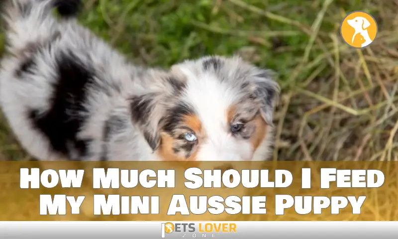 How Much Should I Feed My Mini Aussie Puppy