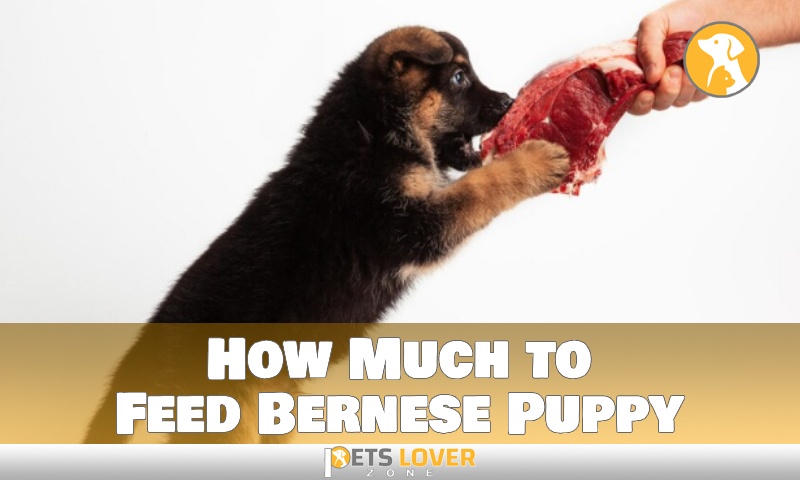 How Much to Feed Bernese Puppy