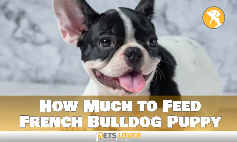 How Much to Feed French Bulldog Puppy
