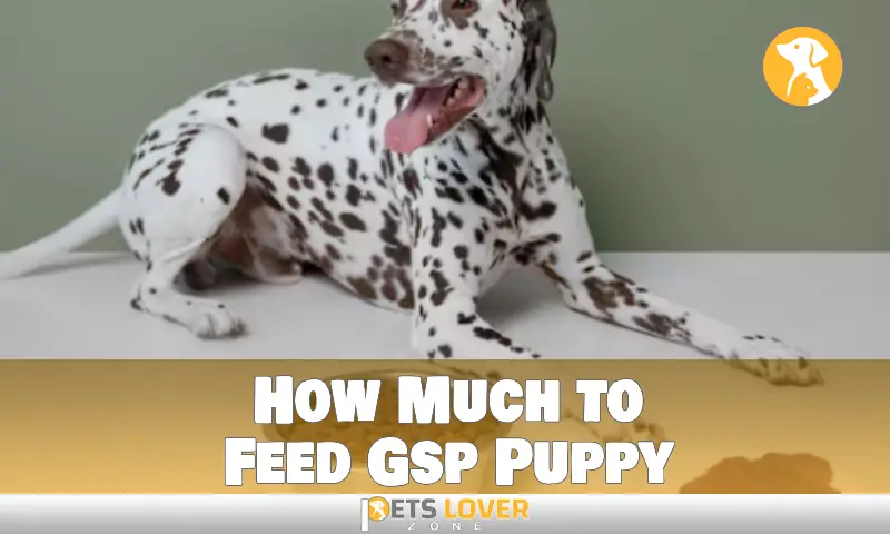 How Much to Feed Gsp Puppy
