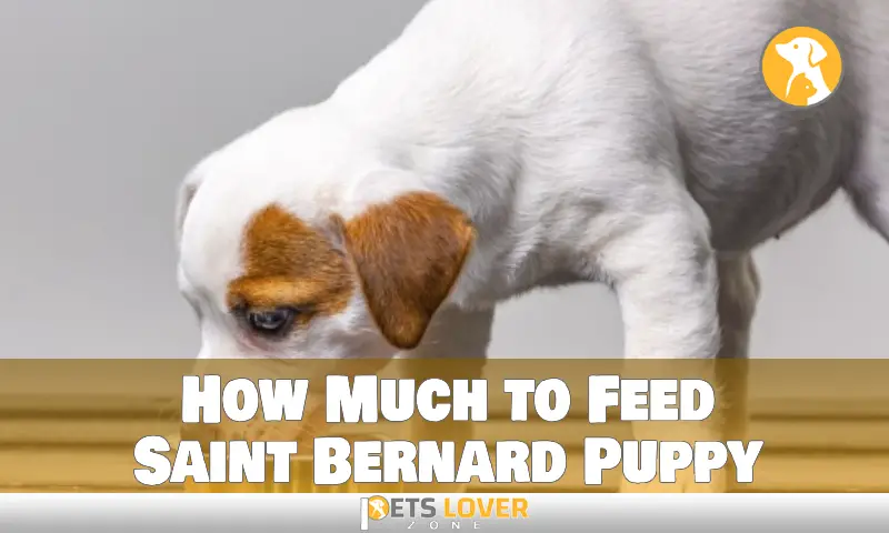 How Much to Feed Saint Bernard Puppy
