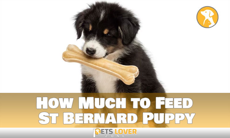 How Much to Feed St Bernard Puppy