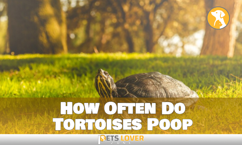 How Often Do Tortoises Poop