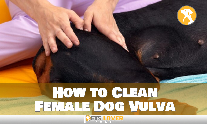How to Clean Female Dog Vulva