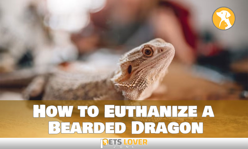How to Peacefully Euthanize a Bearded Dragon Without Fear