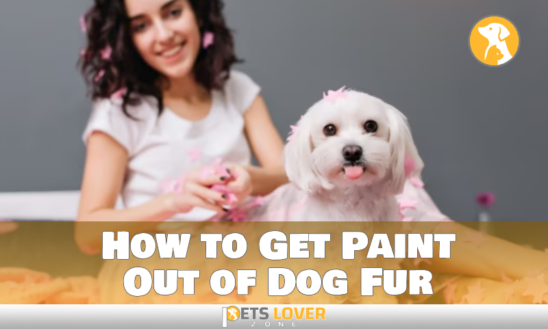 How to Get Paint Out of Dog Fur: A Successful Guideline