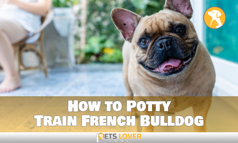 How to Potty Train French Bulldog