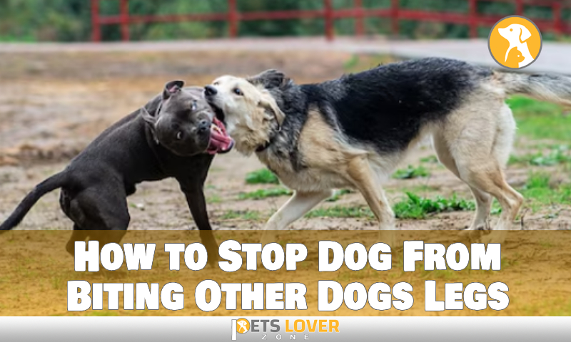 How to Stop Dog From Biting Other Dogs Legs