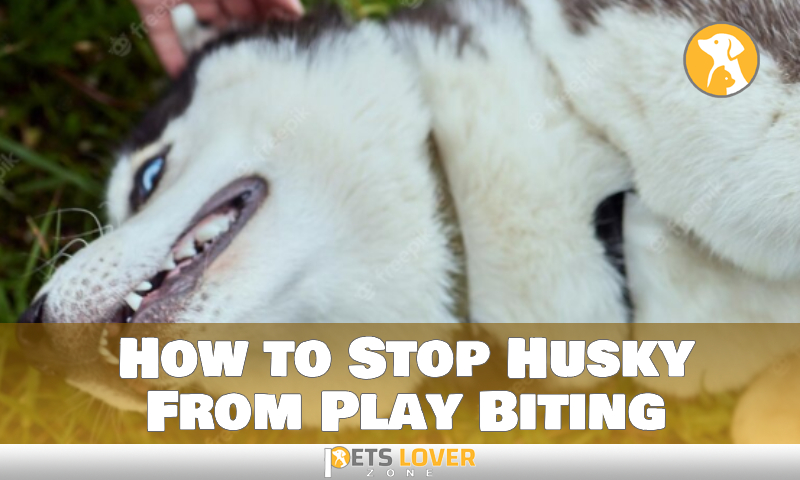 How to Stop Husky From Play Biting