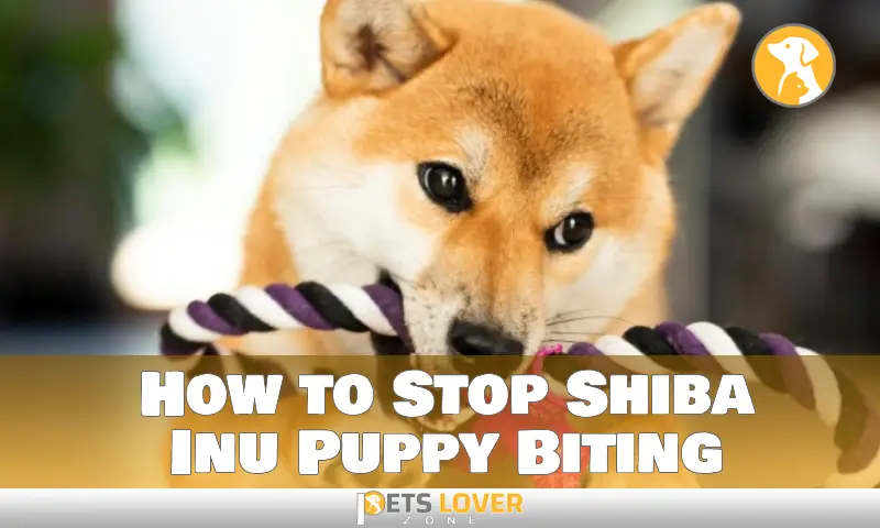 How to Stop Shiba Inu Puppy Biting