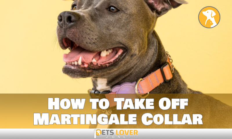 How to Take Off Martingale Collar