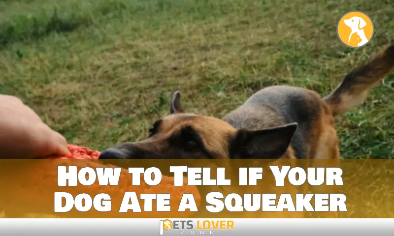 How to Tell if Your Dog Ate a Squeaker
